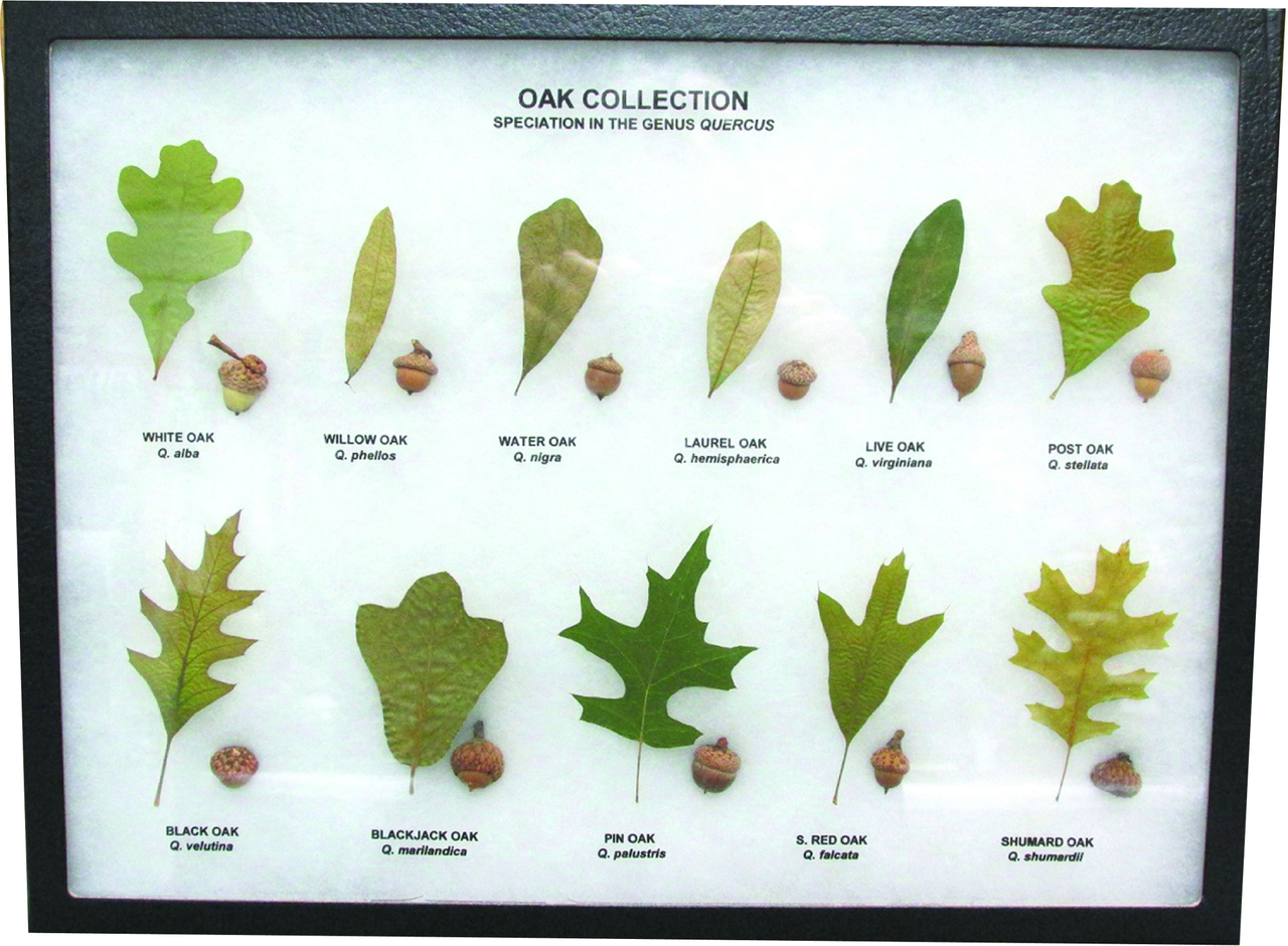 Oak Collection Display Mount - Biologyproducts.com
