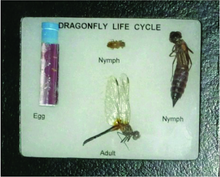 Dragonfly Life Cycle