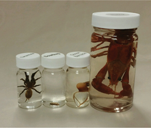 Arthropoda Jar Set