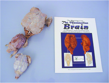 Brain Comparative Dissection Kit