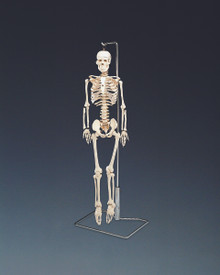 Mr. Thrifty Flexible Skeleton with Spinal Nerves