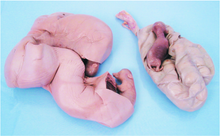 Uteral Comparative Dissection Kit