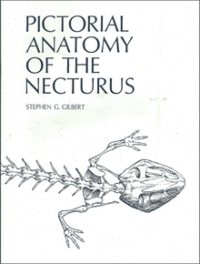 Pictorial Anatomy of the Necturus