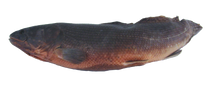 20" - 30" Plain Freshwater Dogfish