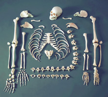 Disarticulated Budget Skeleton with Skull - FULL
