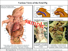 Dissection Key Card - Fetal Pig