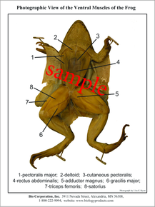 Dissection Key Card - Frog