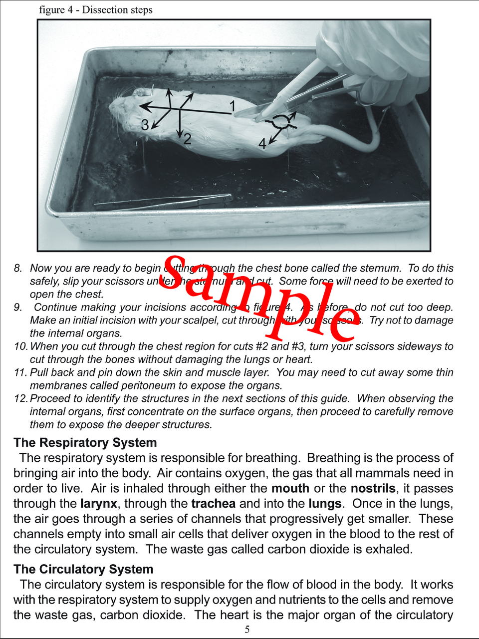 Frog Dissection Packet - Beginner - Biologyproducts.com For Frog Dissection Worksheet Answer Key