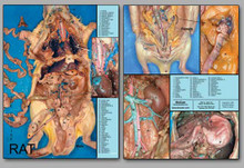 Concise Dissection Chart - Rat