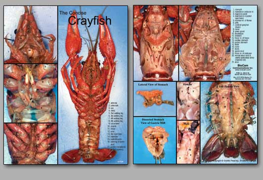 Concise Dissection Chart - Crayfish - Biologyproducts.com