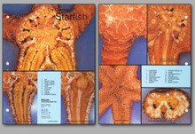Concise Dissection Chart - Starfish