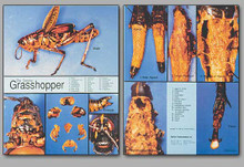 Concise Dissection Chart - Grasshopper
