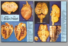 Concise Dissection Chart - Brain/Heart