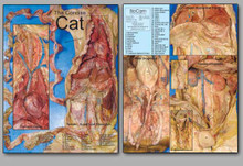 Concise Dissection Chart - Cat