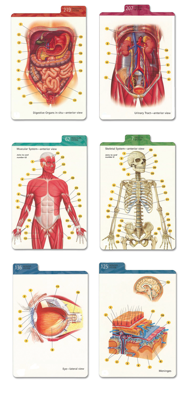 Barron's Anatomy Flash Cards - Biologyproducts.com