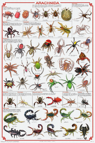 Display Chart - Arachnida