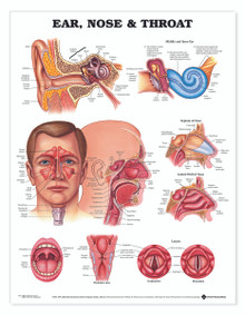 Reference Chart - Ear, Nose & Throat