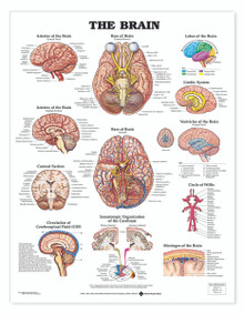 Reference Chart - Brain
