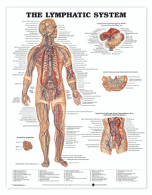 Reference Chart - Lymphatic System