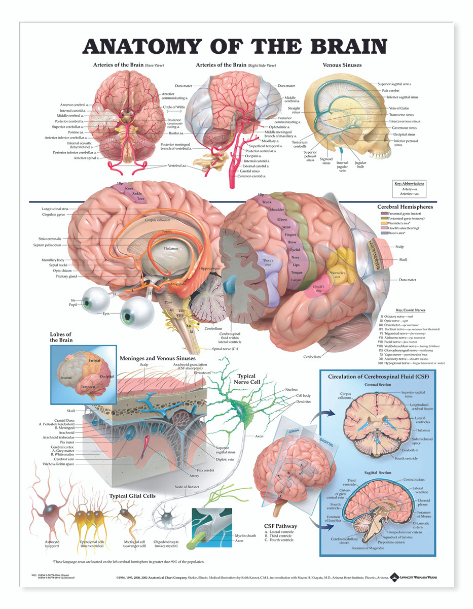 Reference Chart - Anatomy of the Brain - Biologyproducts.com