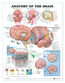 Reference Chart - Anatomy of the Brain