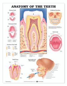 Reference Chart - Anatomy of the Teeth