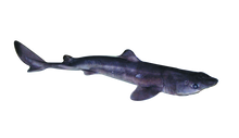 22" - 27" Single Dogfish Shark