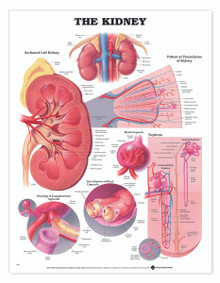 Reference Chart - Kidney