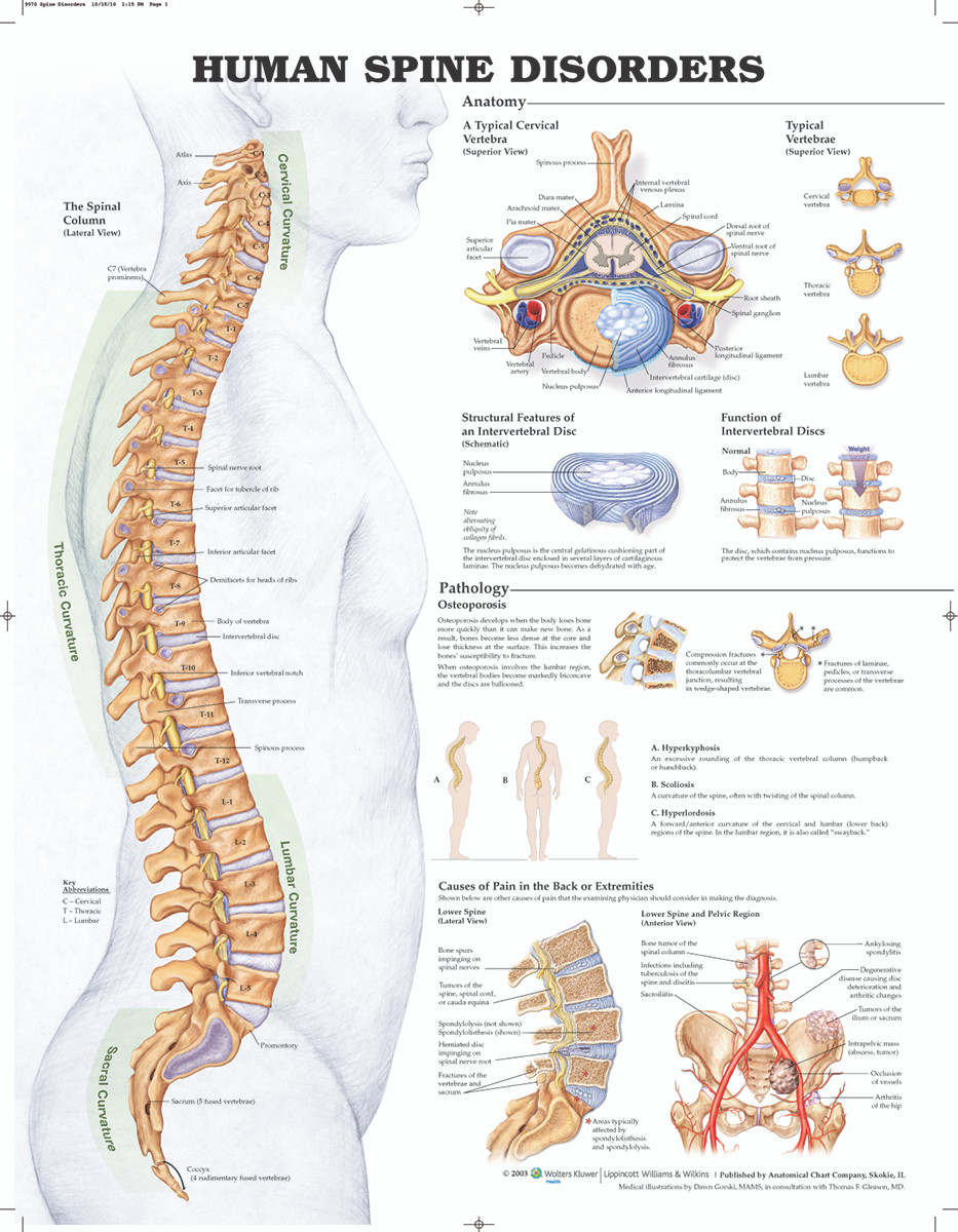 Reference Chart - Human Spine Disorders - Biologyproducts.com