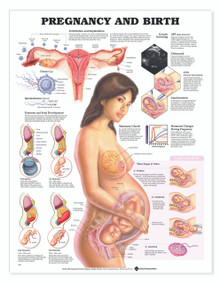 Reference Chart - Pregnancy and Birth