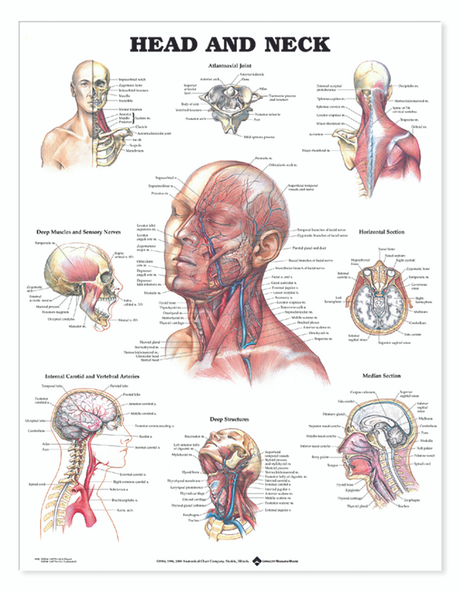 Reference Chart - Head And Neck - Biologyproducts.com