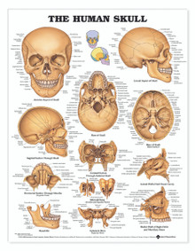 Reference Chart - Human Skull