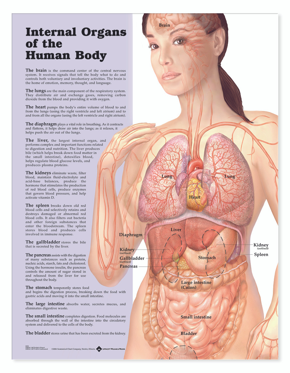 Reference Chart - Internal Organs of the Human Body - Biologyproducts.com