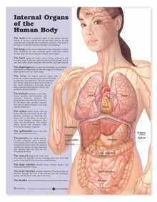 Reference Chart - Internal Organs of the Human Body