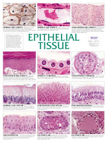 Wall Chart - Epithelial Tissue