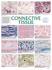Wall Chart - Connective Tissue