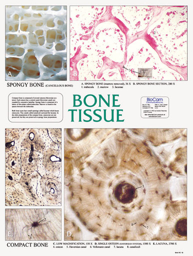 Wall Chart - Bone Tissue - Biologyproducts.com