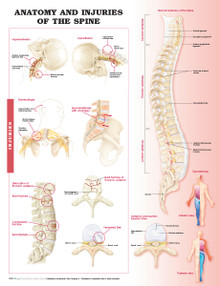 Reference Chart - Anatomy and Injuries of the Spine