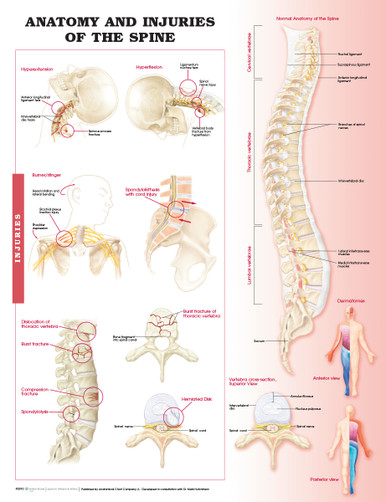 Reference Chart - Anatomy and Injuries of the Spine - Biologyproducts.com