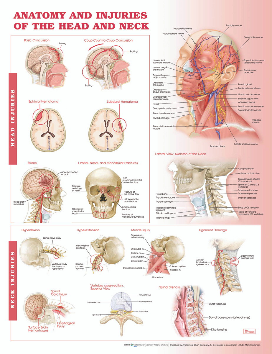 Reference Chart - Anatomy and Injuries of the Head and Neck