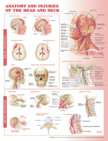 Reference Chart - Anatomy and Injuries of the Head and Neck
