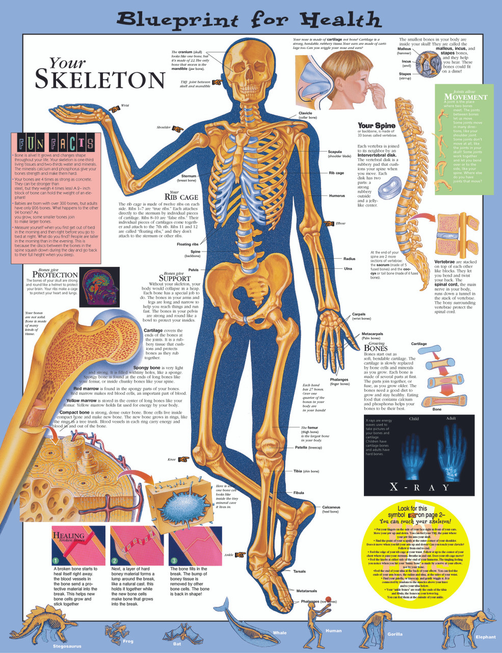 Reference Chart - Elementary Your Skeleton - Biologyproducts.com