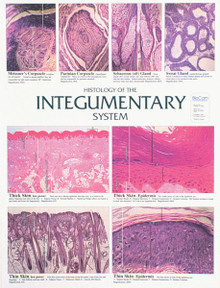 Wall Chart - Integumentary System