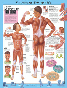 Reference Chart - Elementary Your Muscles