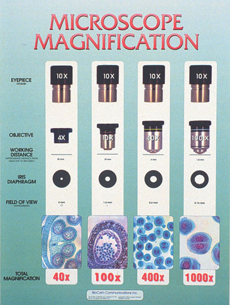 Wall Chart - Microscope Mag. - Biologyproducts.com