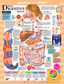 Reference Chart - Elementary Your Digestive System