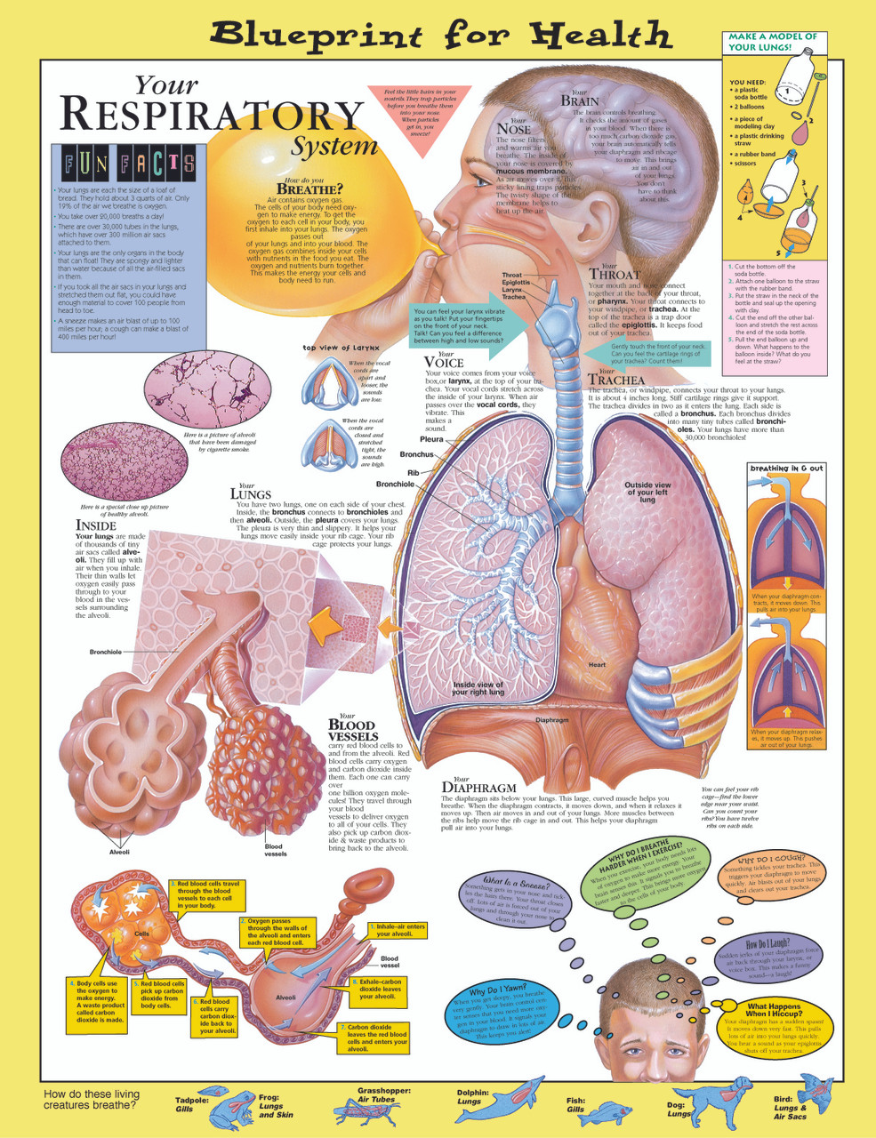 respiratory system essay