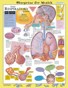 Reference Chart - Elementary Your Respiratory