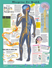 Reference Chart - Elementary Your Brain and Nerves