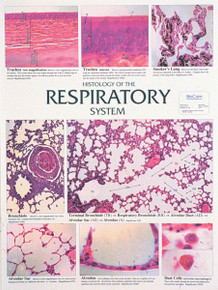 Wall Chart - Respiratory System